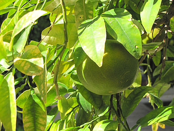 Plants, Fruits HD wallpaper