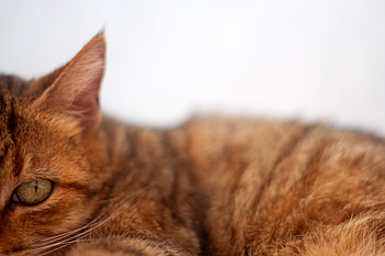Animals, Cat, Fluffy, Muzzle, Striped HD wallpaper