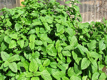 Lemon Balm, Farm life, Homesteading, Herbal garden HD wallpaper