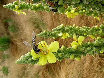 Yellow Flower with Bee, bee, flower, nature, insect, beach HD wallpaper