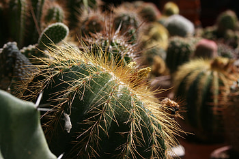 Flowers, Cactus, Indoor Plant, Houseplant, Succulents HD wallpaper