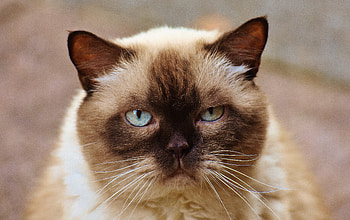 Animals, Muzzle, Beautiful, British Shorthair Cat, British Shorthaired Cat HD wallpaper