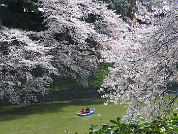 cherry blossom festival, cherry, blossoms, japan, festival, spring HD wallpaper