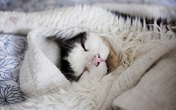 Sleeping cat, animals, cute, cat, pet, sleeping HD wallpaper