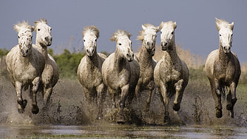 Animals, Water, Horses, Sea, Shore, Bank, Spray, Herd HD wallpaper
