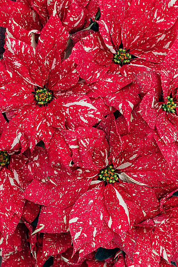 Flowers, Plant, Macro, Poinsettia HD phone wallpaper