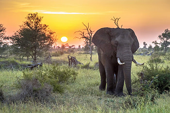 South African beauty, Pristine nature, National park gem, Wildlife haven HD wallpaper