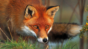 Animals, Grass, Fox, Muzzle, Sight, Opinion HD wallpaper