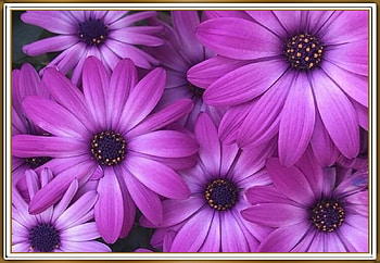 PRETTY PURPLE DAISIES, PRETTY, NATURE, FLOWERS HD wallpaper