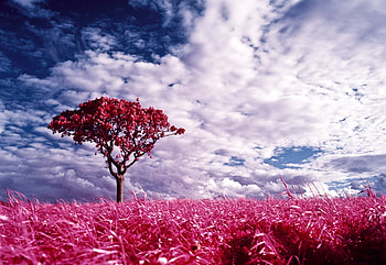 Beautiful Landscape, landscape, colors, peaceful, beautiful, grass, fantasy landscape, spring, beauty, tree, pink, clouds, nature, sky, splendor, blossom HD wallpaper