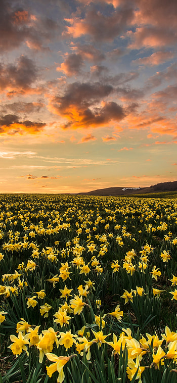 sunrise, yellow flower, landscape, nature HD phone wallpaper