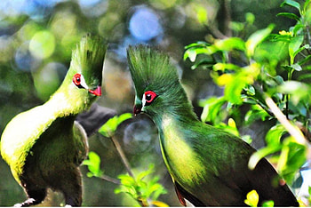 Birds, animal, trees, sky HD wallpaper