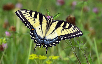 Swallowtail Butterfly, animal, swallowtail, butterfly, insect HD wallpaper