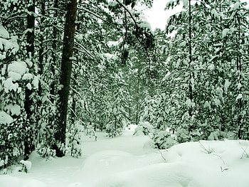 Winter, Nature, Trees, Forest, Color, Colors, St. Petersburg, Saint Petersburg, Sestroretsk HD wallpaper