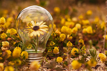 Flowers, Flower, Petals, Bloom, Flowering, Lamp HD wallpaper