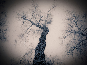Nature, Wood, Tree, Branches, Branch, Gloomy, From Below HD wallpaper