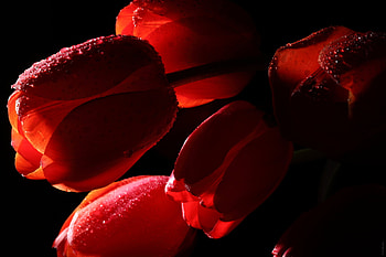 Flowers, Tulips, Drops, Dark, Shadow HD wallpaper