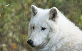 Animals, Muzzle, Predator, Wolf, Hudson Wolf HD wallpaper