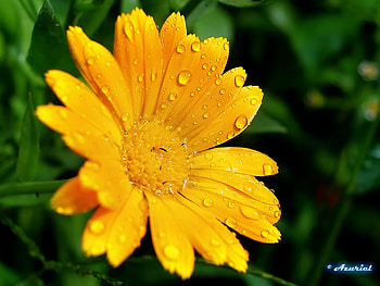 Plants, Flowers HD wallpaper