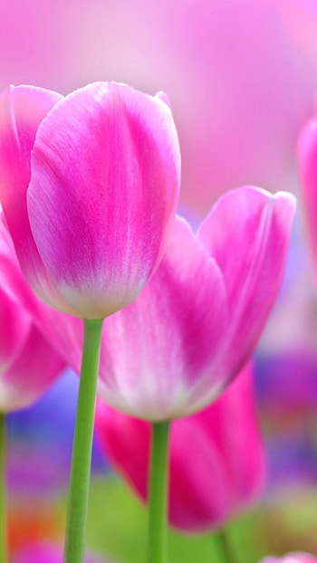 Flower, Pink Flowers, Tulips HD phone wallpaper