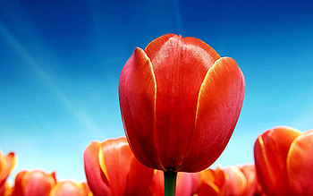 Flowers, Sky, Tulips, Brightly, Sunny HD wallpaper