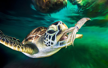 Hanting, Sea Turtles HD wallpaper