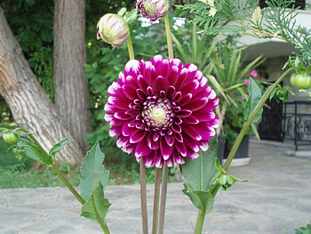 Flowers, Flower, Greens, Flower Bed, Flowerbed, Buds, Track, Dahlia HD wallpaper