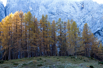 Mountain Autumn Color, Trees, Fall, Nature, Mountains, Autumn HD wallpaper