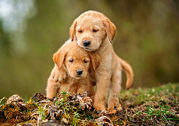 Puppies, animal, dog, puppy, couple, cute, pet, caine, hugs HD wallpaper