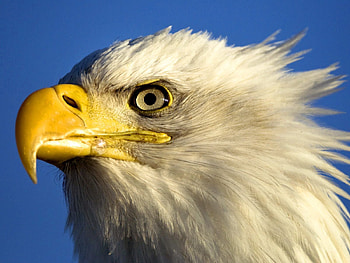 Animals, Bird, Beak, Predator, Eagle HD wallpaper