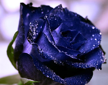 blue rose, blue, plants, soft, nice, rose, delicate, pretty, petals, bud, nature, flowers, lovely HD wallpaper
