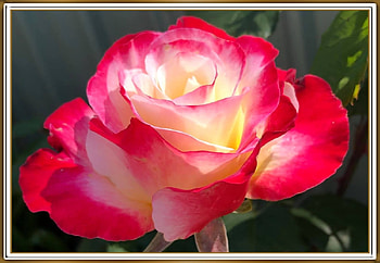 PRETTY ROSE, PRETTY, NATURE, ROSE HD wallpaper