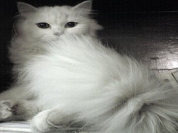 queen, cat, white HD wallpaper