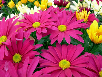 Plants, Flowers HD wallpaper