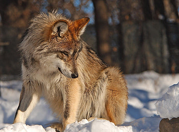 Animals, Winter, Snow, Wolf, Sight, Opinion HD wallpaper