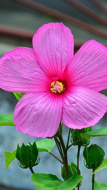 Pink Flower, Adorable, Aesthetic HD phone wallpaper