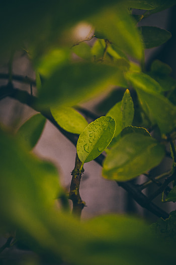 Leaves, Drops, Macro, Wet HD phone wallpaper