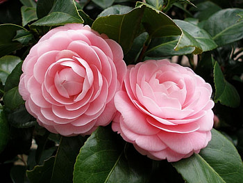 camellia, pink, nature, flowers HD wallpaper