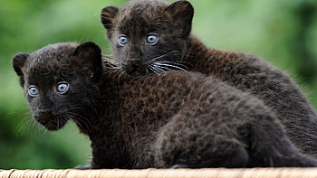 Animals, Panthers, Dark, Young, Couple, Pair, Fear, Cubs HD wallpaper