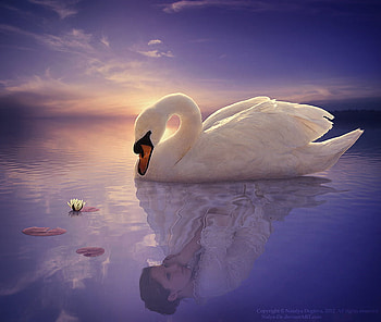 dream, girl, swan, color sky, lake HD wallpaper