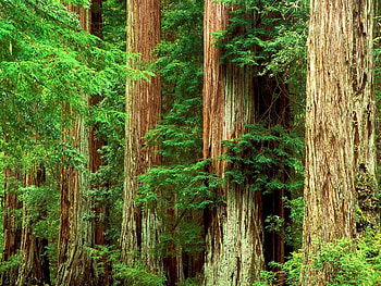 Landscape, Trees HD wallpaper