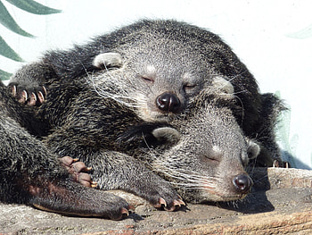 Binturong bearcat ideas, Wild mammals HD wallpaper