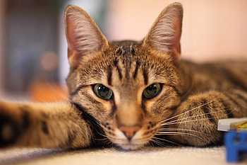 Cat, kitten, kitty, cats, cute, sleepy, sleeping, beauty, animals, hat, sweet, beautiful, paws, cat face, pretty, face, lovely HD wallpaper
