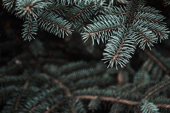 Needle, Pine, Macro, Blur, Smooth, Branch, Christmas Tree, Thorns, Prickles HD wallpaper