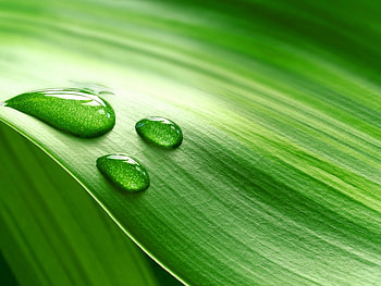 Background, Leaves, Drops HD wallpaper