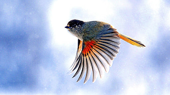 Animals, Bird, Flight, Wings, Wave, Sweep HD wallpaper