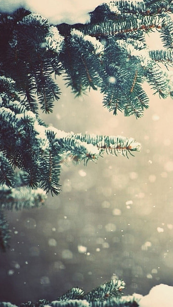 Winter spruce branches, Snowy glare HD phone wallpaper