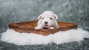 Puppy, sweet, animal, dog, cute, caine HD wallpaper