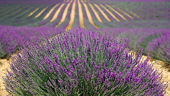 Lavender field, purple, lavender, nature, flowers, spring HD wallpaper