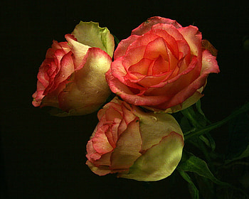 Three Roses, dual tone, shade, roses, beautiful, dewy, three, orange, lovely HD wallpaper